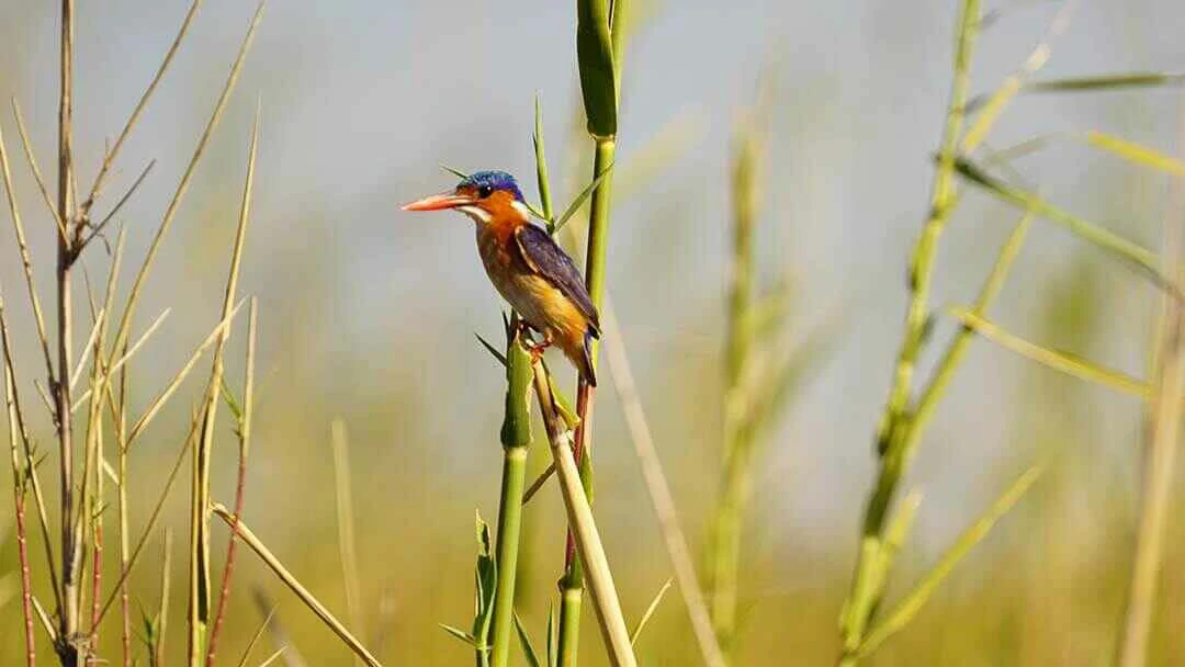 Malachite Kingfisher Wide